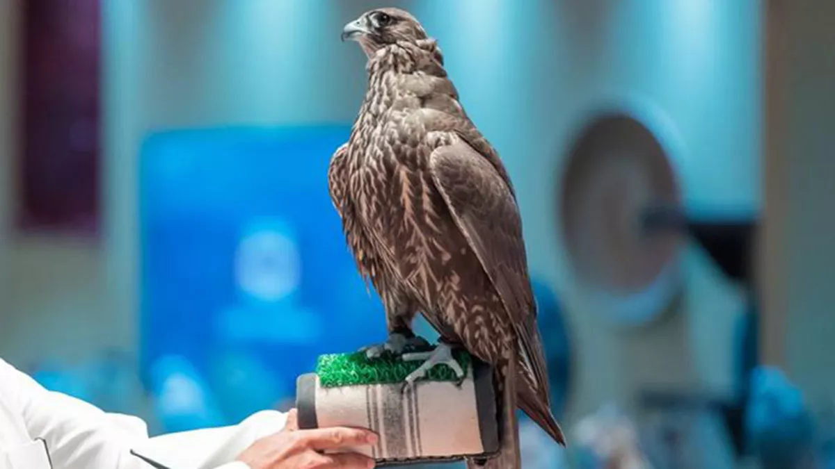 Melwah Racing to showcase the pinnacle of falconry skill from October 7 to 12