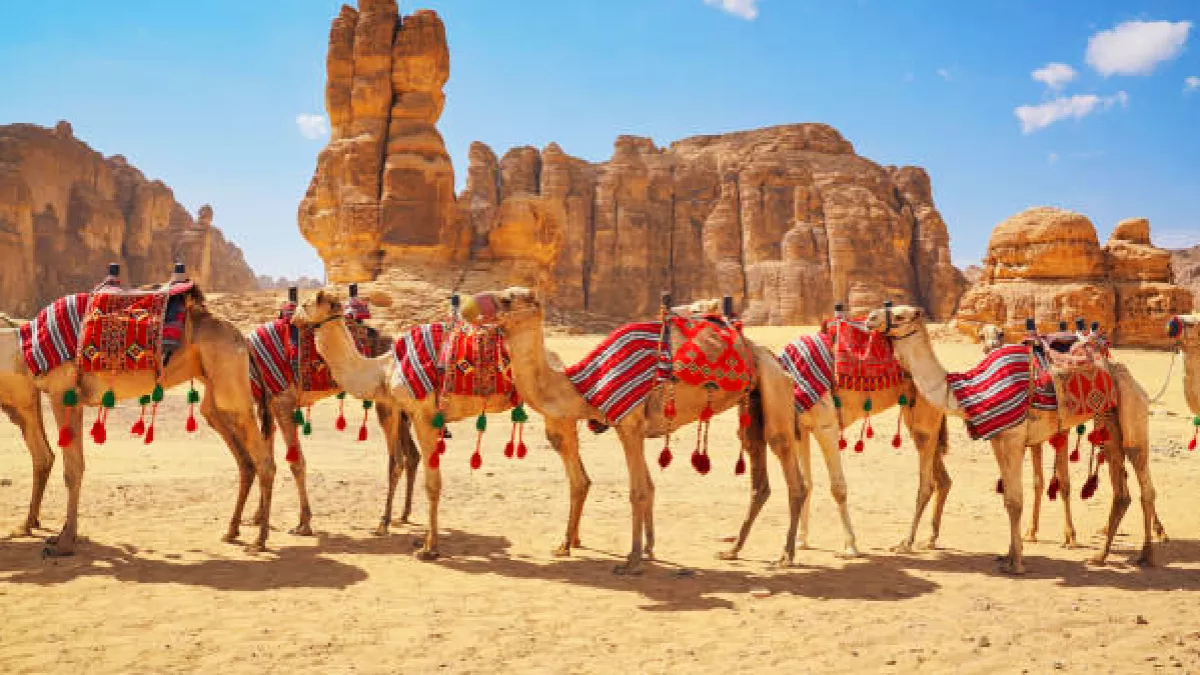 King Salman Global Academy unveils comprehensive Camel lexicon