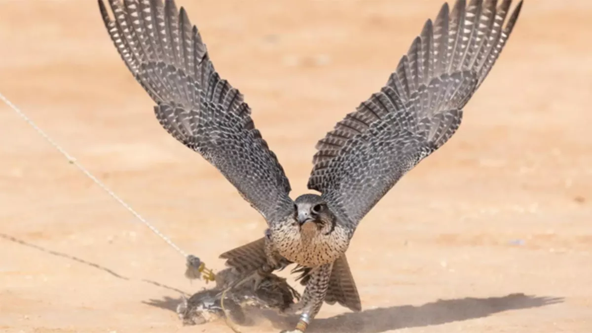 Saudi Arabia to host the largest awards in the history of international falcon competitions from December 28 to January 5