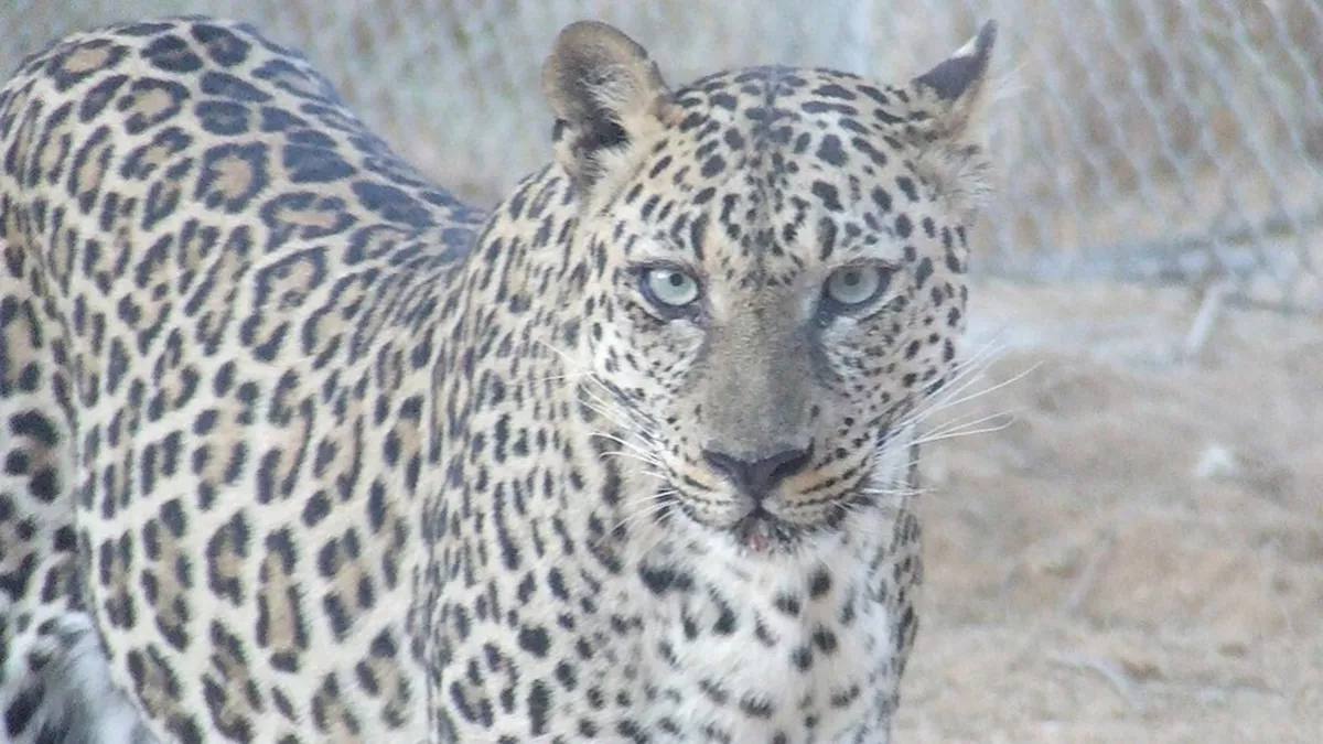 First UN-recognized International Day for the Arabian Leopard; Saudi Arabia has been instrumental in advocating for the conservation of the Arabian Leopard 