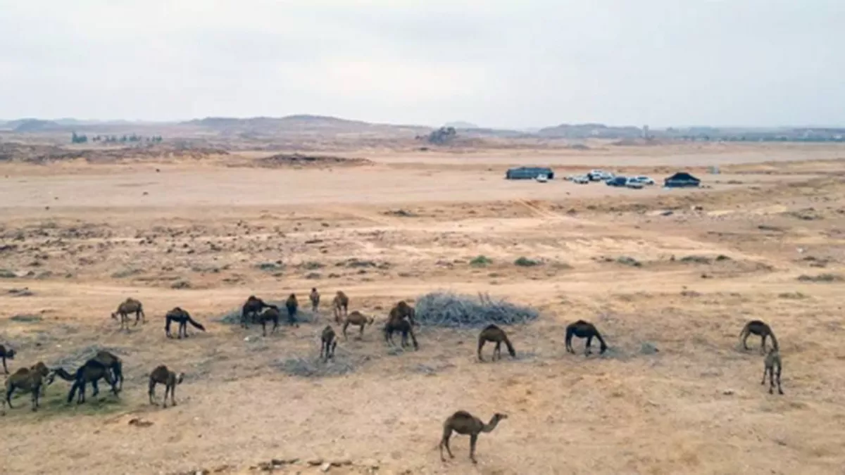 2024 designated as the Year of the Camel in recognition of Saudi Arabia's dedication to preserving its historical and cultural identity