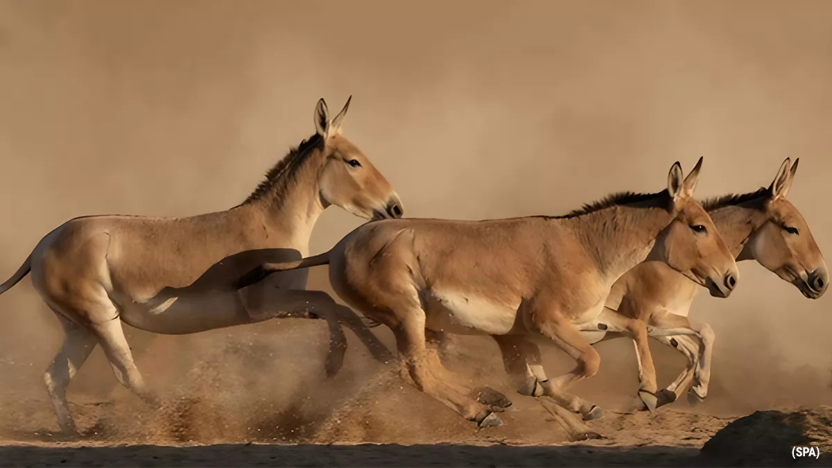 Saudi Arabia revives endangered Onager population after a century