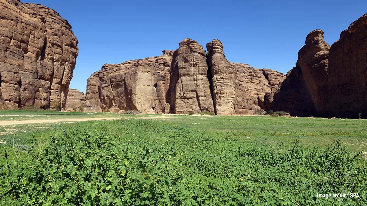 Sharaan Reserve Plants 500,000 trees under Saudi green initiative