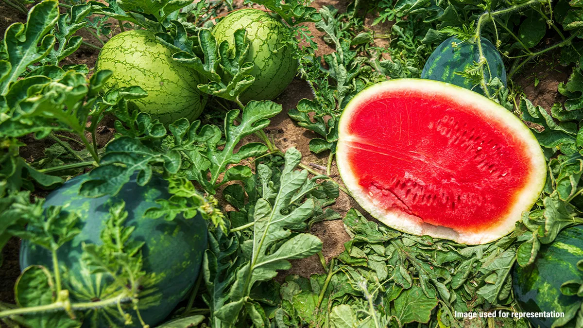 Summer Fruit Season kicked off on Wednesday in AlUla Province and will continue until July 24