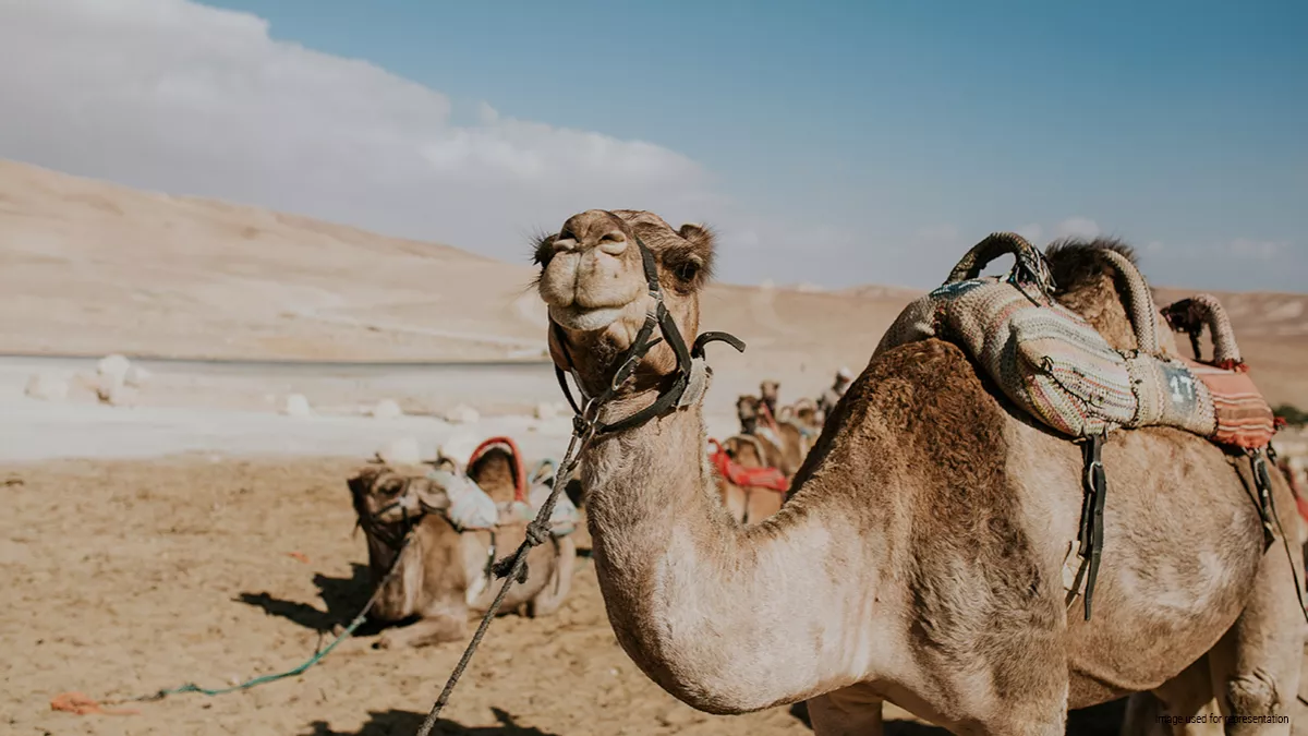 Camel Festival will be held from December 26 to 28 to mark the conclusion of the Camel Year 2024 initiative