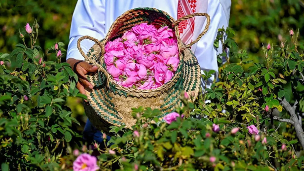 Mountainous and famed rose farms in Taif has become a major fragrance production hub