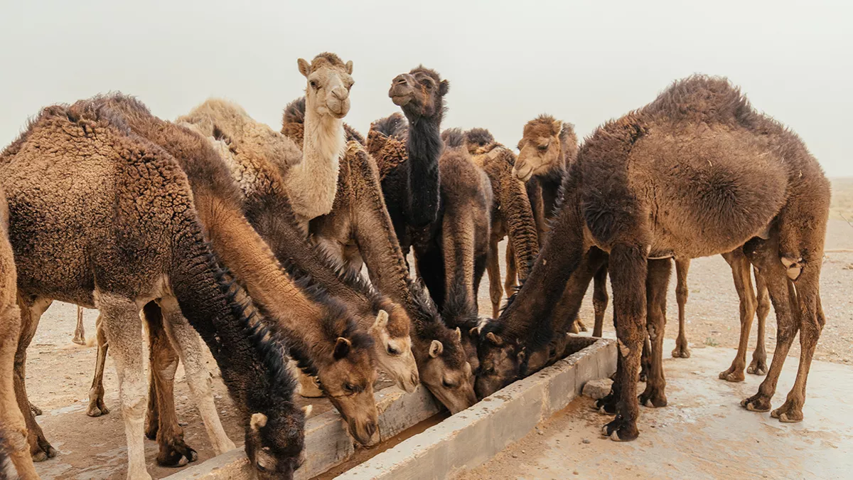 Saudi camel milk and products are gaining popularity in global market