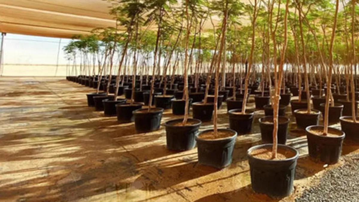 Saudi Arabia’s NCVC prepares to plant ‎12 million trees and shrubs in 2024