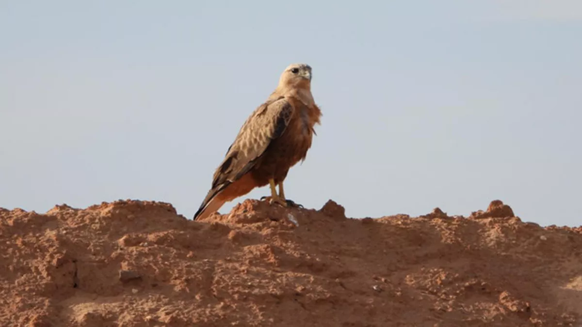 King Salman bin Abdulaziz Royal Reserve Development Authority announced the addition of new globally significant bird areas 