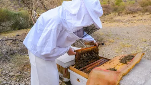 16th International Honey Festival kicks off on July 23 and continues until August 5