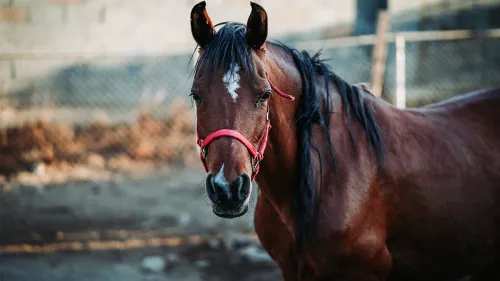 3rd edition of the International Championship for Purebred Arabian Horses - Abiyah Championship 2023 will be held from November 29 to December 2