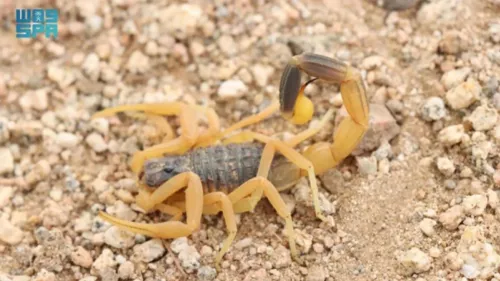 A new species of scorpion from the Leiurus genus was identified in the Majami Al-Hadb Reserve, located in southern Riyadh