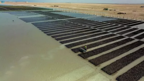 Saudi Arabia's Red Sea Global has announced the inauguration of a first nursery specialized in mangrove saplings 