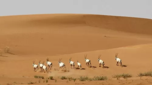 Uruq Bani Ma'arid Reserve in Saudi Arabia has secured its place on the prestigious UNESCO World Heritage List