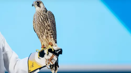 Sales at the fourth Saudi Falcons Club auction exceeded SR2 million after two birds were sold for SR192,000