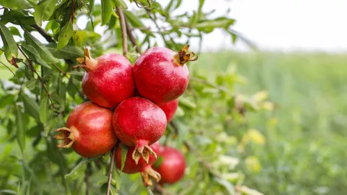 The Grape and Pomegranate Festival will begin on Wednesday with various activities at Al-Hokair Park