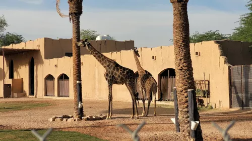 The Jeddah Mayoralty has plans to establish a new zoo in the Jeddah governorate in the near future