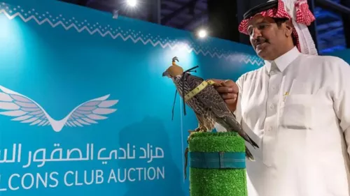 Fourth Saudi Falcons Club auction will begin on Oct. 1 and continue until Nov. 15 