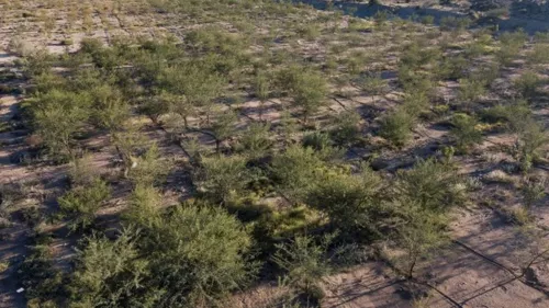 Saudi Green Initiative; 150,000 trees planted in Saiysad National Park, Taif, as part of a national program 