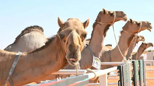 The eighth King Abdulaziz Camel Festival commenced on Friday with the slogan  “Glory to its People” 