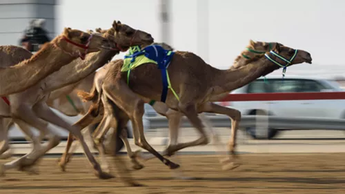 The Custodian of the Two Holy Mosques Camel to be held in Riyadh in February 2024