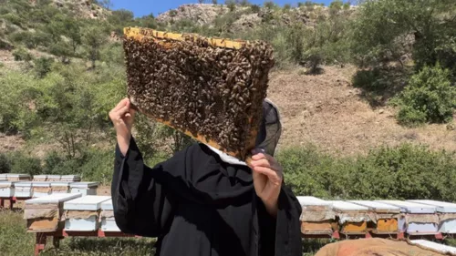 The honeybee breeding program led by “Saudi Reef” is poised to make a substantial impact on bee populations